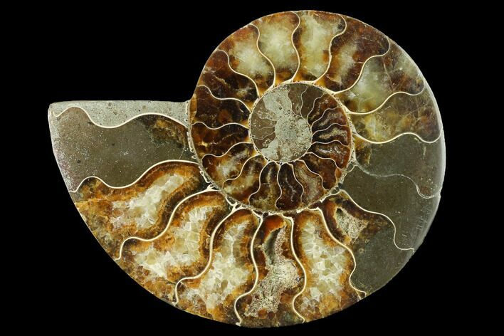 Cut & Polished Ammonite Fossil (Half) - Madagascar #166838